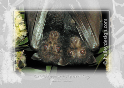 Black Flying-fox with Young










