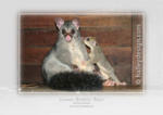 Brushtail Possum & Baby













