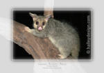 Brushtail Possum













