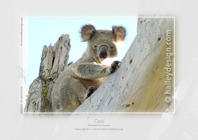 Koala










