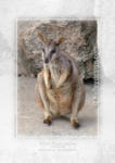 Allied Rock-wallaby













