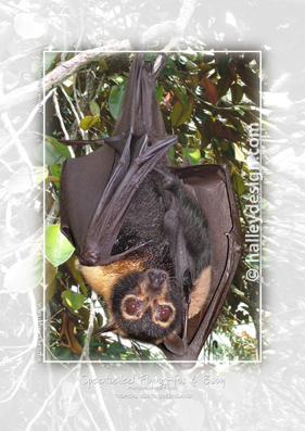 Spectacled Flying-fox with Baby







