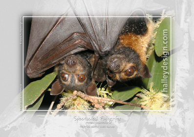 Spectacled Flying-foxes










