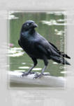 Torresian Crow












