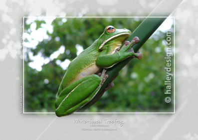 White-lipped Treefrog











