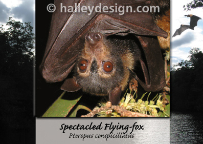 Spectacled Flying-fox










