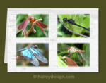 Dragonflies of Tropical North Queensland