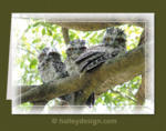 Tawny Frogmouths

















