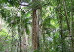 Rainforest, Mt Glorious, South-east Queensland