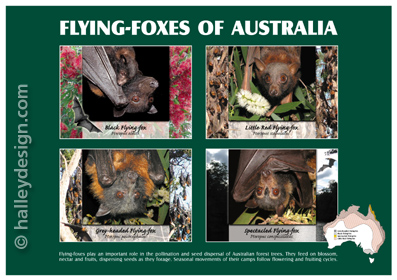 Flying-foxes of Australia













