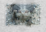 Bearded Dragon










