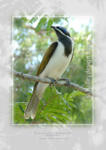 Blue-faced Honeyeater















