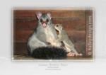 Brushtail Possum & Baby













