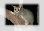 Brushtail Possum













