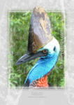 Southern Cassowary













