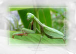 Giant Rainforest Mantid













