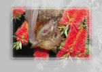 Grey-headed Flying-fox











