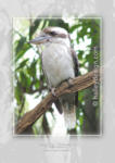 Laughing Kookaburra













