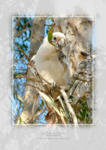 Little Corella













