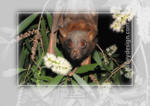 Little Red Flying-fox










