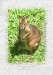 Red-legged Pademelon













