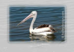 Australian Pelican













