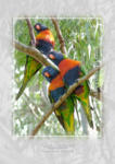 Rainbow Lorikeets











