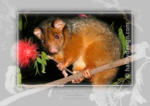 Common Ringtail Possum










