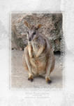 Allied Rock-wallaby














