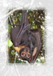 Spectacled Flying-fox with Baby






