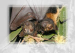 Spectacled Flying-foxes











