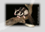 Striped Possum













