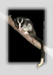 Striped Possum #2













