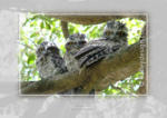 Tawny Frogmouths










