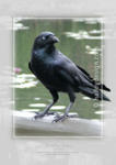 Torresian Crow












