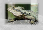 Eastern Water Dragon










