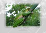 White-lipped Treefrog












