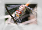 Wandering Percher













