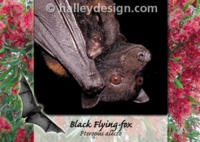 Highlight for Album: Flying-fox Postcards