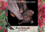 Black Flying-fox












