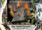 Grey-headed Flying-fox










