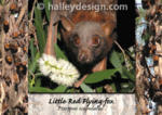 Little Red Flying-fox










