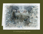 Bearded Dragon

















