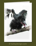 Baby Torresian Crow

















