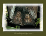 Black Flying-fox & Dependent Young

















