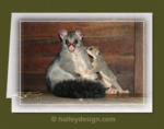 Common Brushtail Possum

















