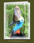 Southern Cassowary

















