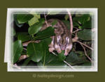 Green Ringtail Possum

















