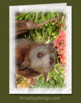 Little Red Flying-fox

















