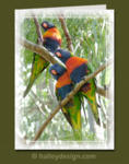 Rainbow Lorikeets

















